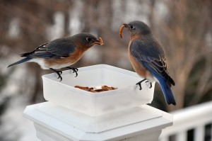 Poskrbite za ptice pozimi